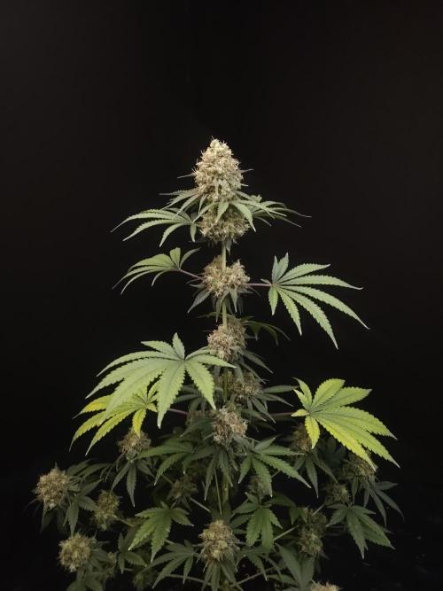 10x51 test 3. Week 7