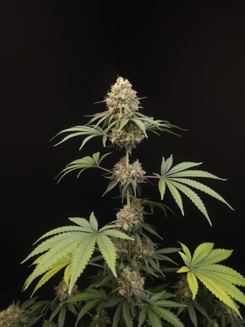 10x51 test 3. Week 7