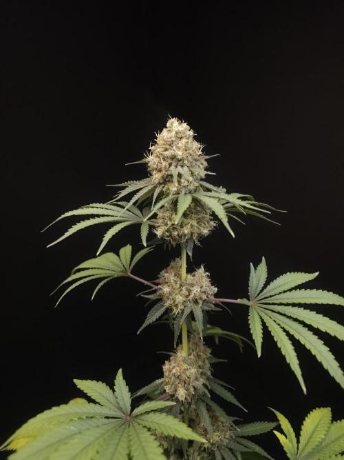 10x51 test 3. Week 7