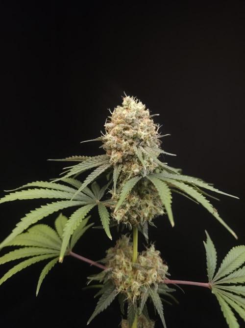 10x51 test 3. Week 7