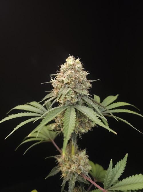 10x51 test 3. Week 7