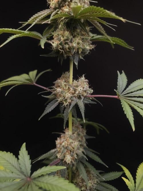 10x51 test 3. Week 7
