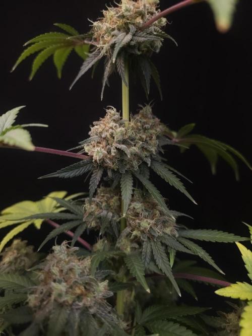 10x51 test 3. Week 7