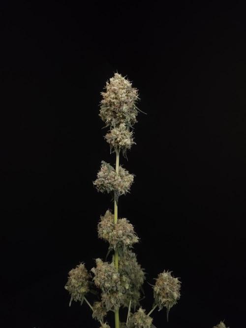 10x51 test 3. Week 8