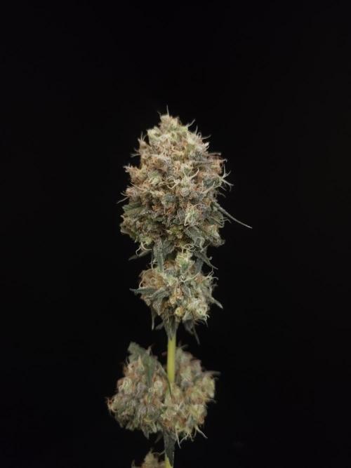 10x51 test 3. Week 8