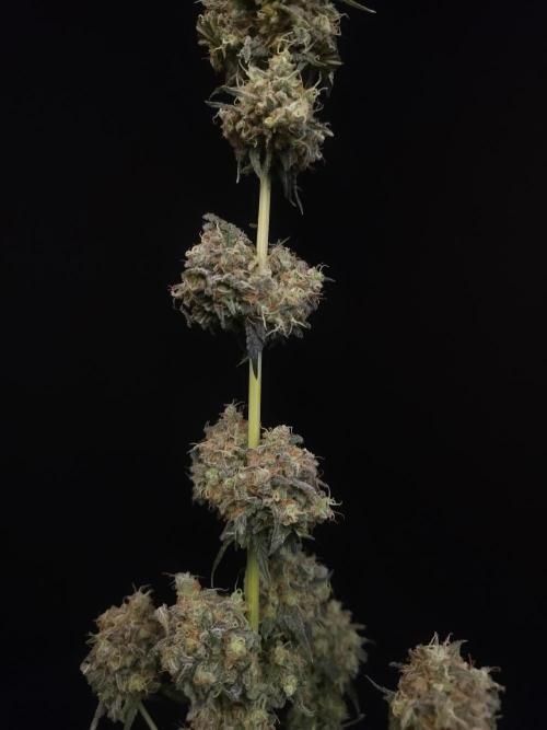 10x51 test 3. Week 8