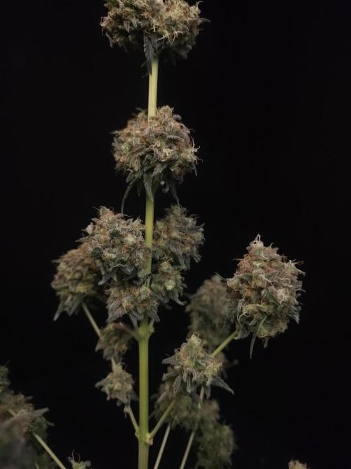 10x51 test 3. Week 8