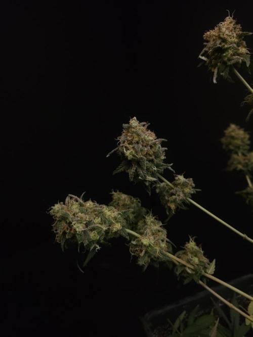10x51 test 3. Week 8