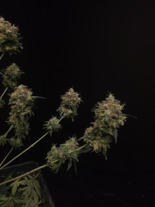 10x51 test 3. Week 8