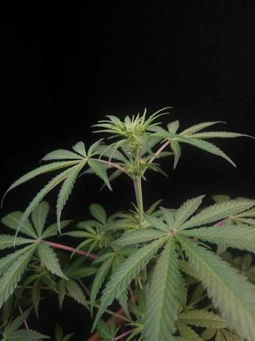 92 test 3. Week 1