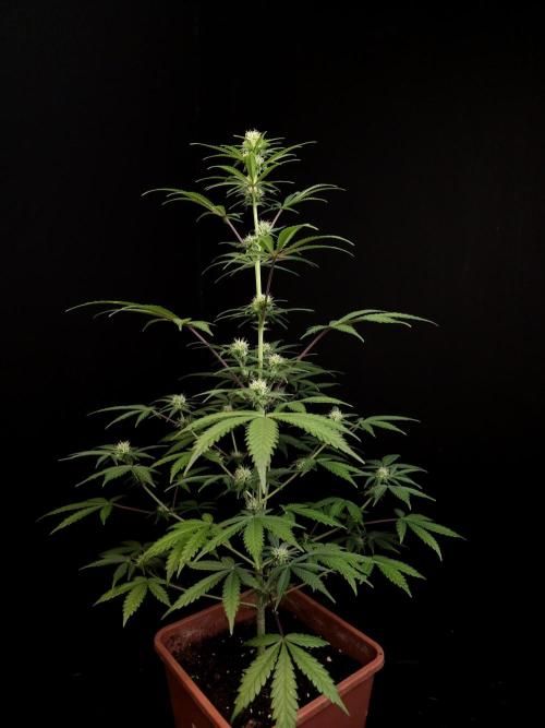 92 test 3. Week 2