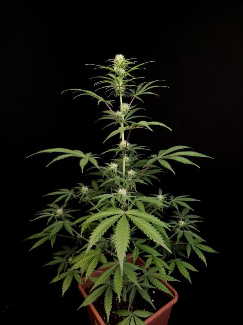 92 test 3. Week 2