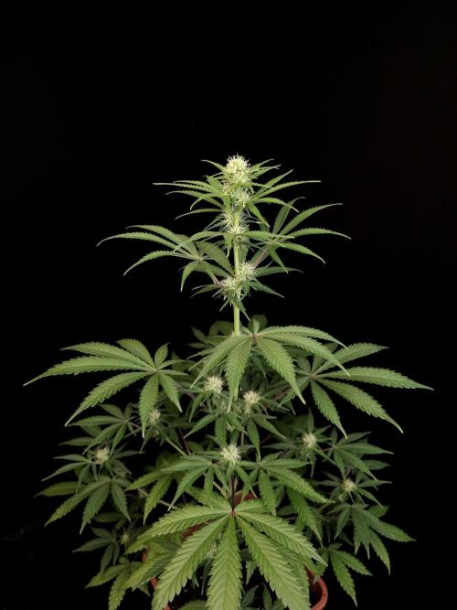 92 test 3. Week 2