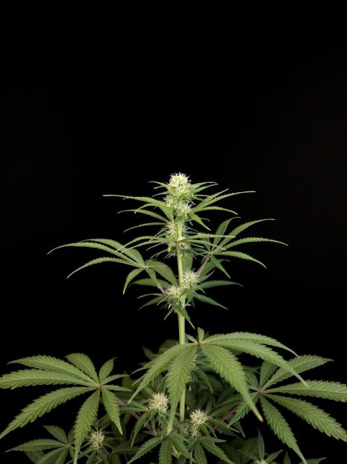 92 test 3. Week 2