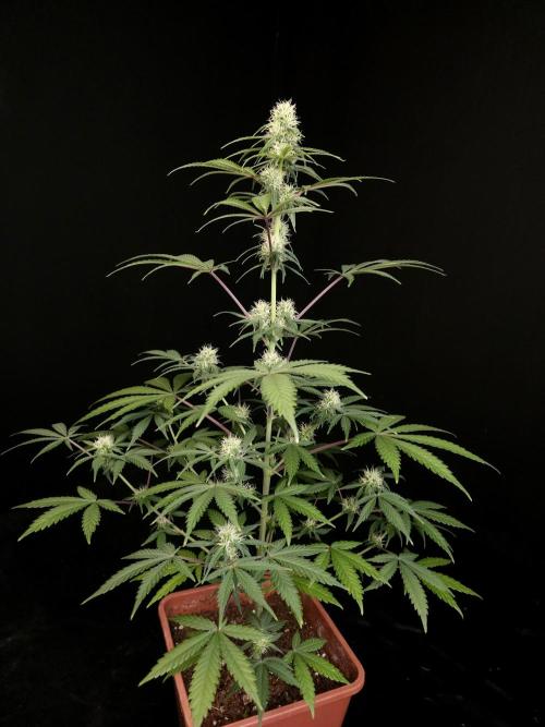 92 test 3. Week 3