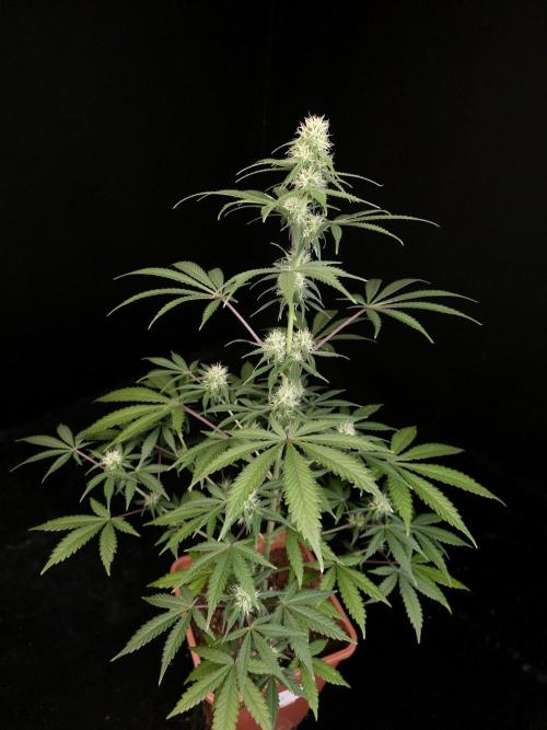 92 test 3. Week 3