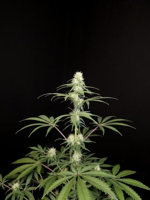 92 test 3. Week 3