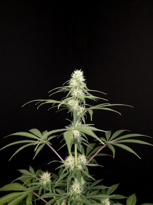 92 test 3. Week 3