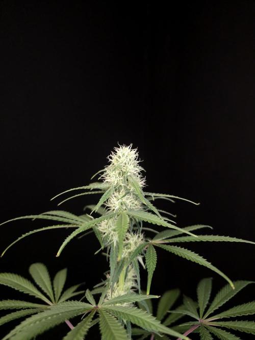 92 test 3. Week 3