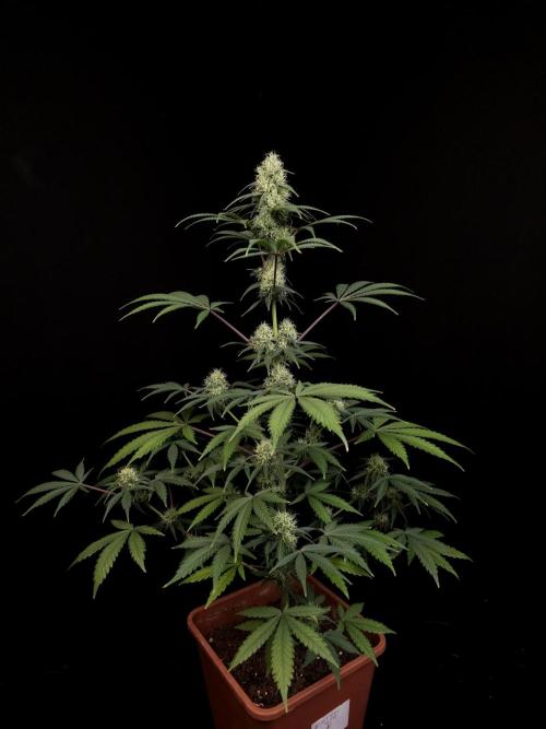 92 test 3. Week 4