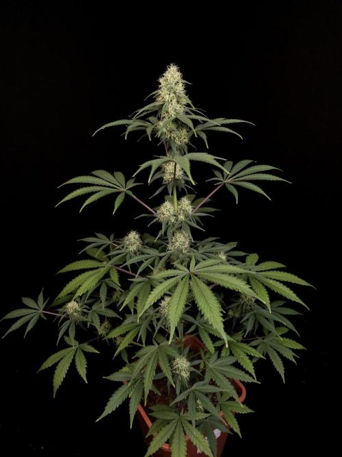 92 test 3. Week 4