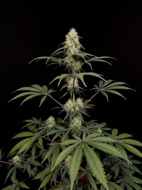 92 test 3. Week 4