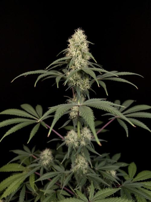 92 test 3. Week 4