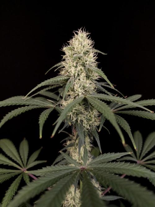 92 test 3. Week 4