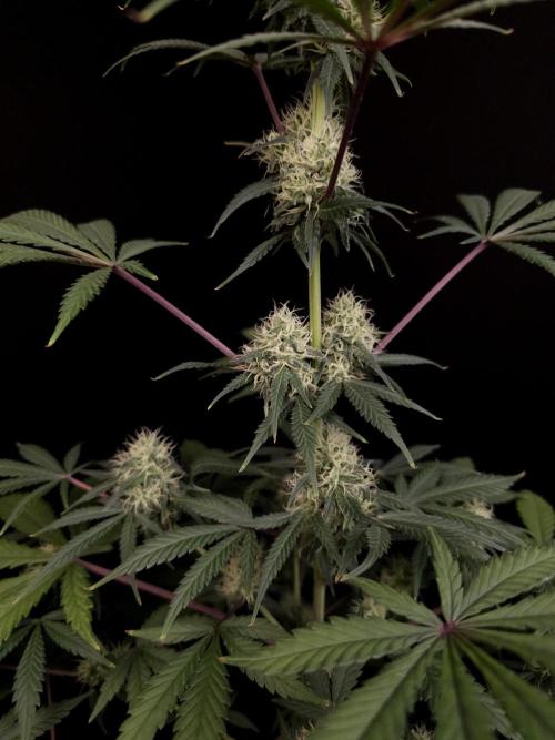 92 test 3. Week 4