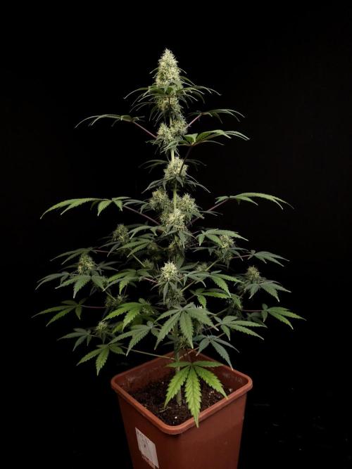 92 test 3. Week 5