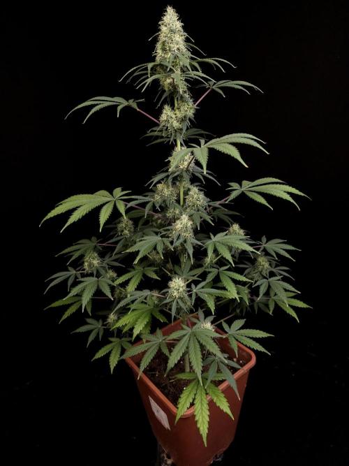 92 test 3. Week 5