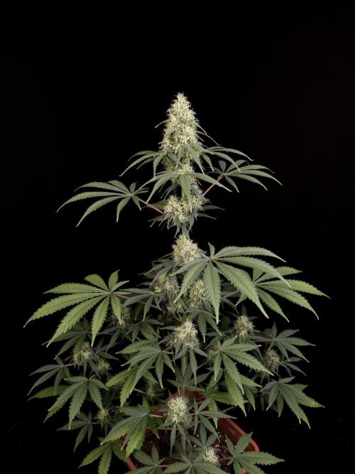 92 test 3. Week 5