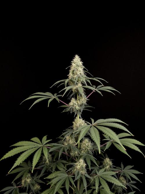 92 test 3. Week 5