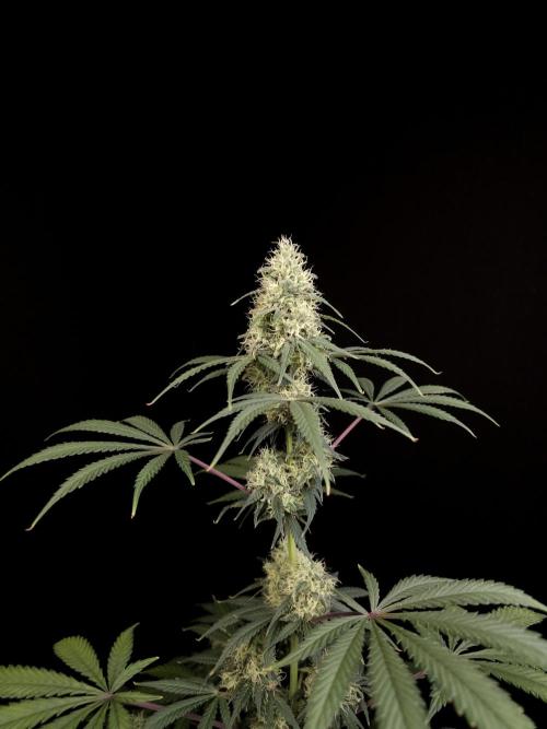 92 test 3. Week 5