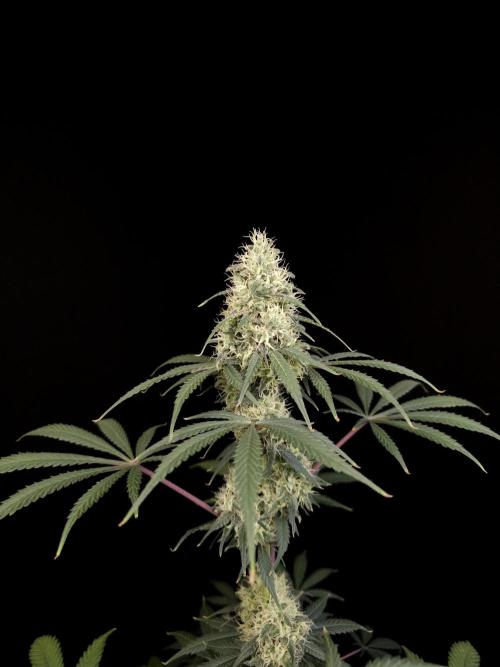 92 test 3. Week 5