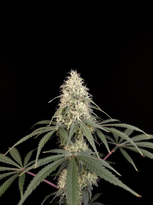 92 test 3. Week 5