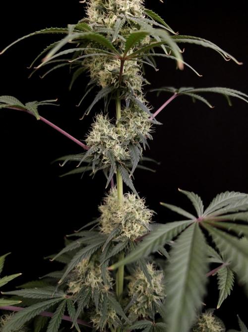 92 test 3. Week 5