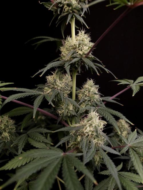 92 test 3. Week 5