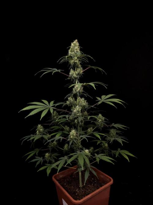92 test 3. Week 6