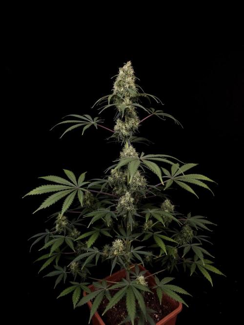 92 test 3. Week 6