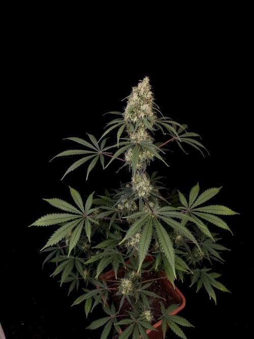 92 test 3. Week 6