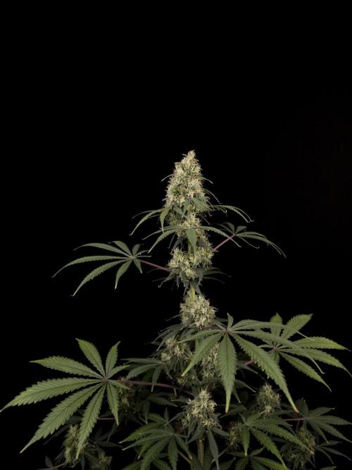 92 test 3. Week 6