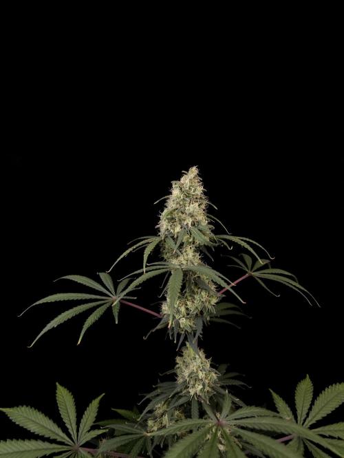 92 test 3. Week 6