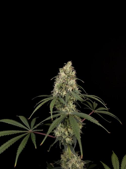 92 test 3. Week 6