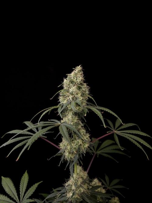92 test 3. Week 6