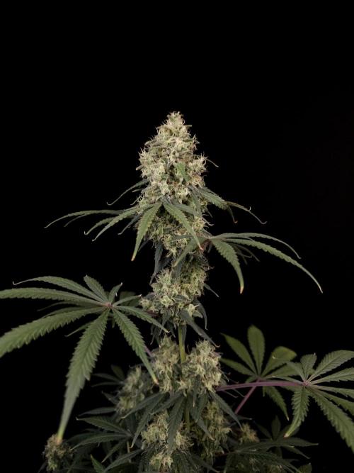92 test 3. Week 6