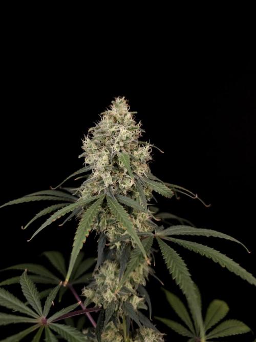92 test 3. Week 6