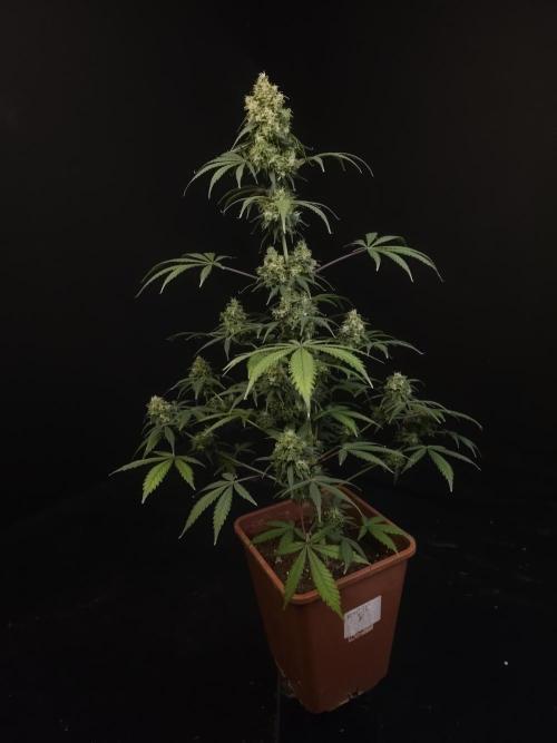 92 test 3. Week 7