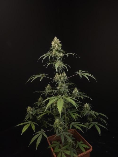 92 test 3. Week 7