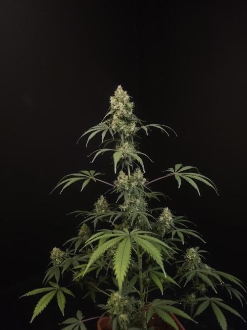 92 test 3. Week 7